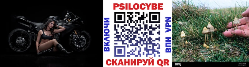 Галлюциногенные грибы Psilocybine cubensis наркошоп Великий Новгород